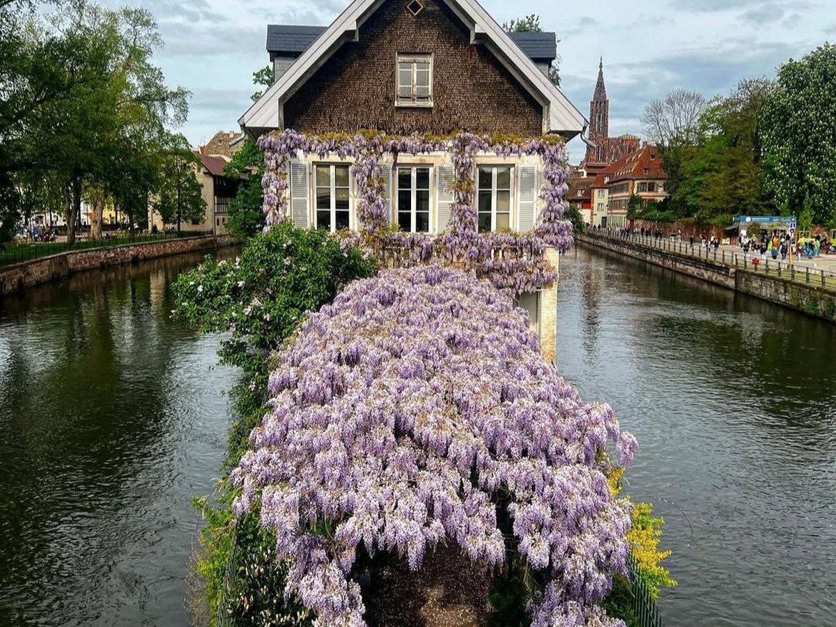 A timber house covered in wisteria stands over a canal in an old European quarter, with people strolling along the far bank.